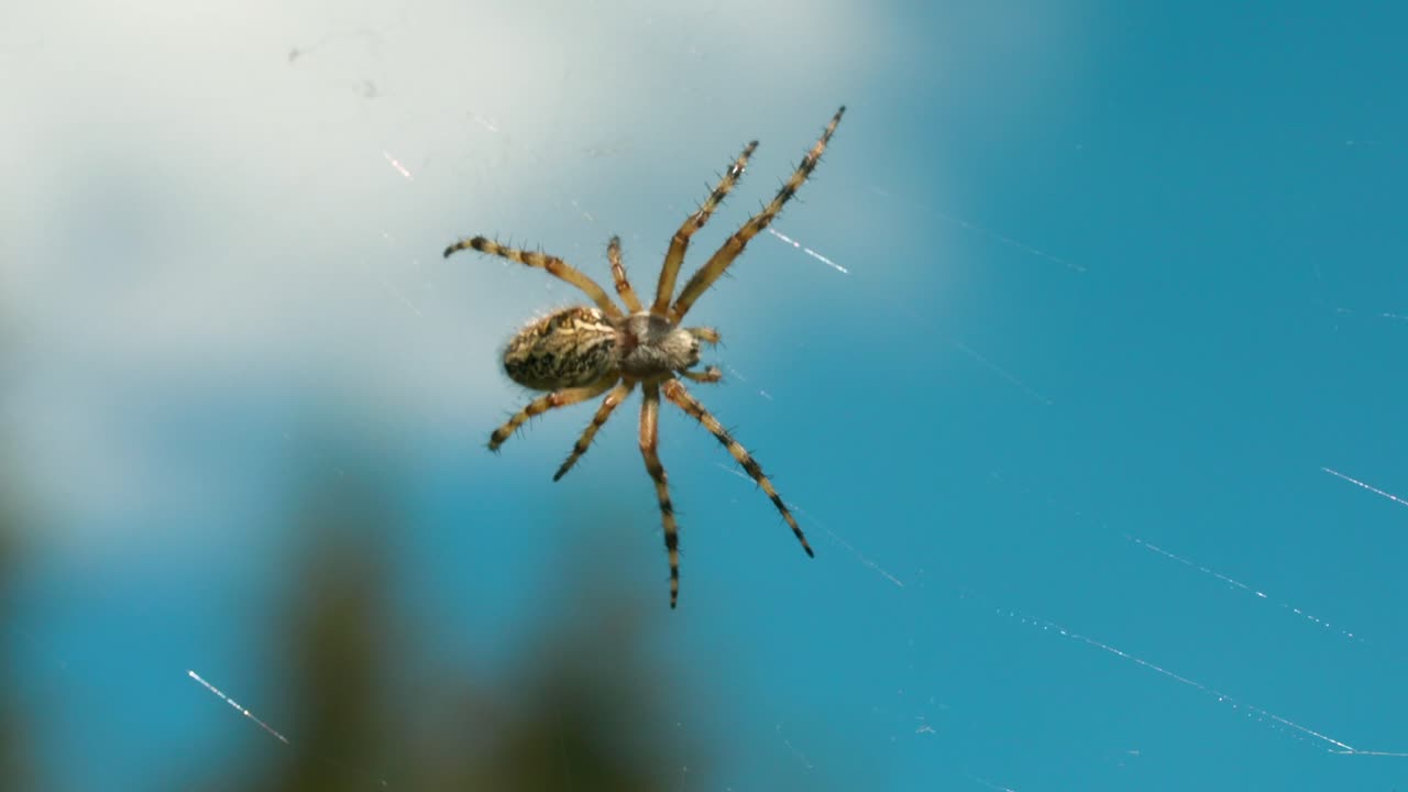 araña en una telaraña contra un cielo azul