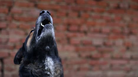 angry and hungry german shepherd on the background of the house angry and hungry german shepherd on the background of the house a rabid dog
