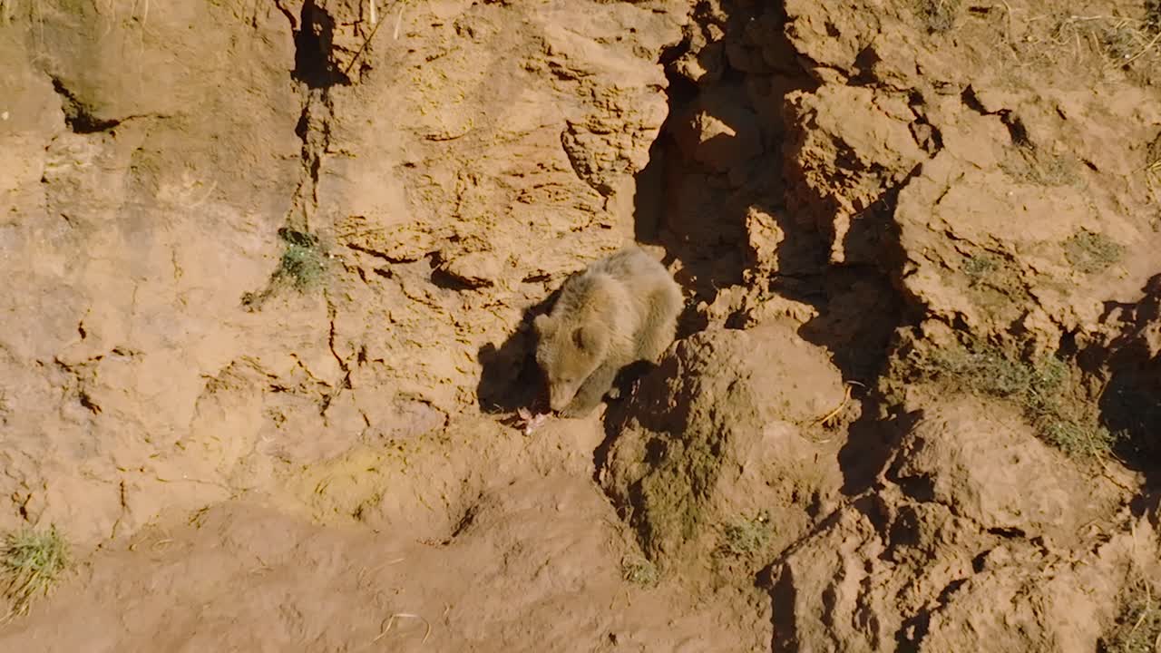 vista aérea del oso escalando un acantilado durante un día caluroso