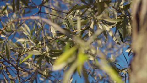 close-up of olive tree branches and leaves against a blue sky