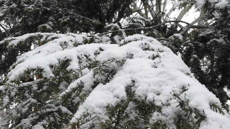 Primissimo piano al rallentatore di un ramo di pino in una tempesta di neve.