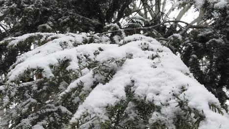 slow motion extreme close up of pine tree branch in a snow storm