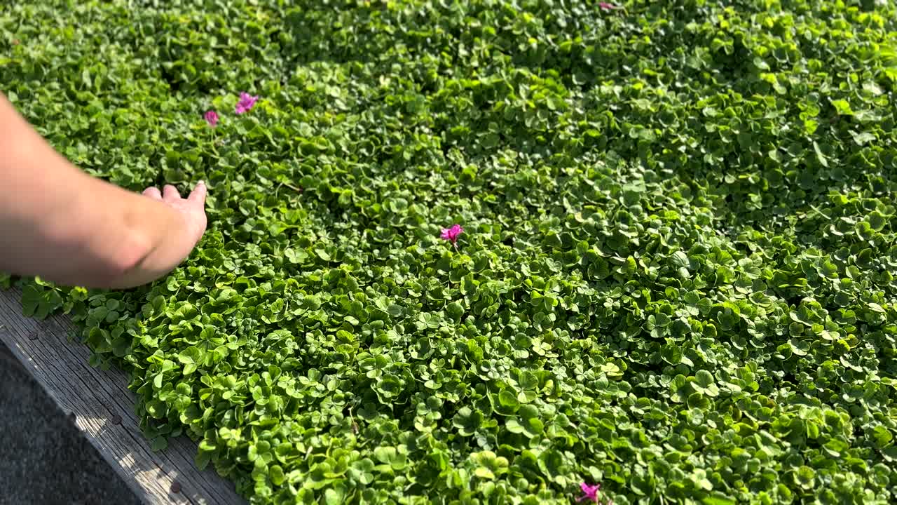 St Patricks Day, Green Shamrocks, Hand Searching For Lucky Clover