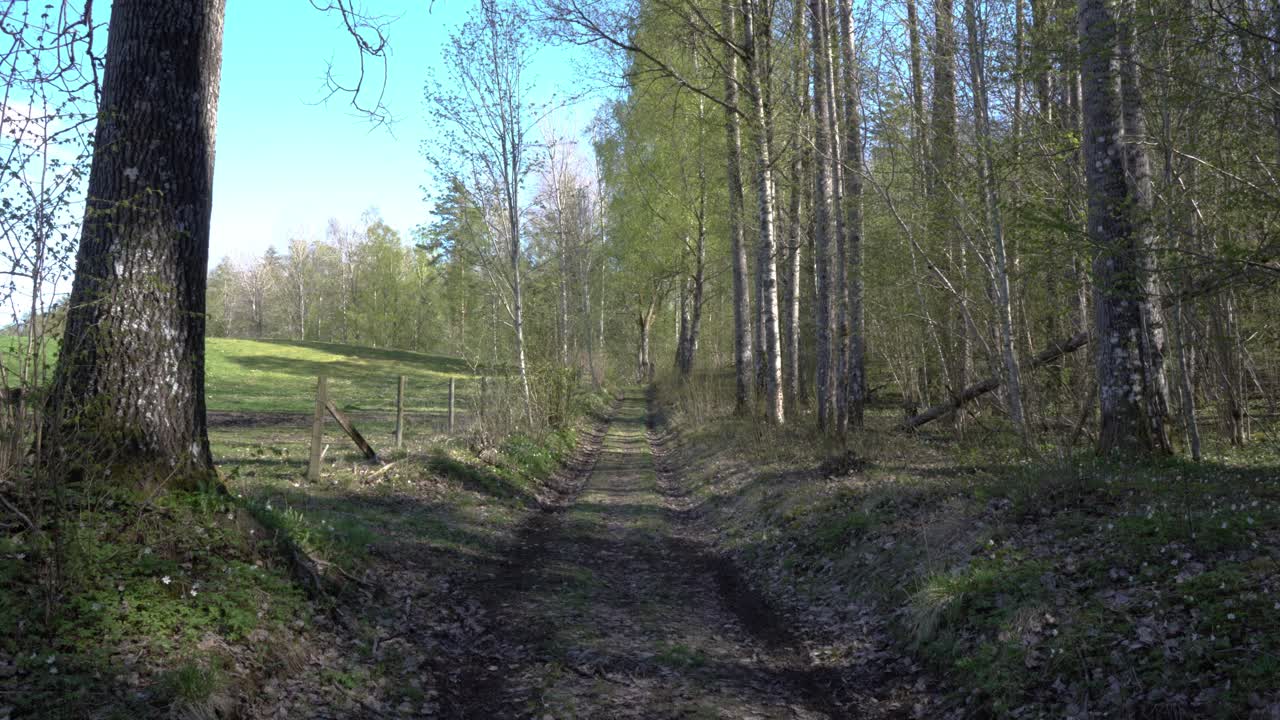 숲으로 향하는 작은 길