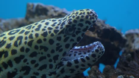 muraena is a genus of fish of the eel family muraenidae in the red sea egypt. muraena is a genus of fish of the eel family muraenidae in the red sea, egypt