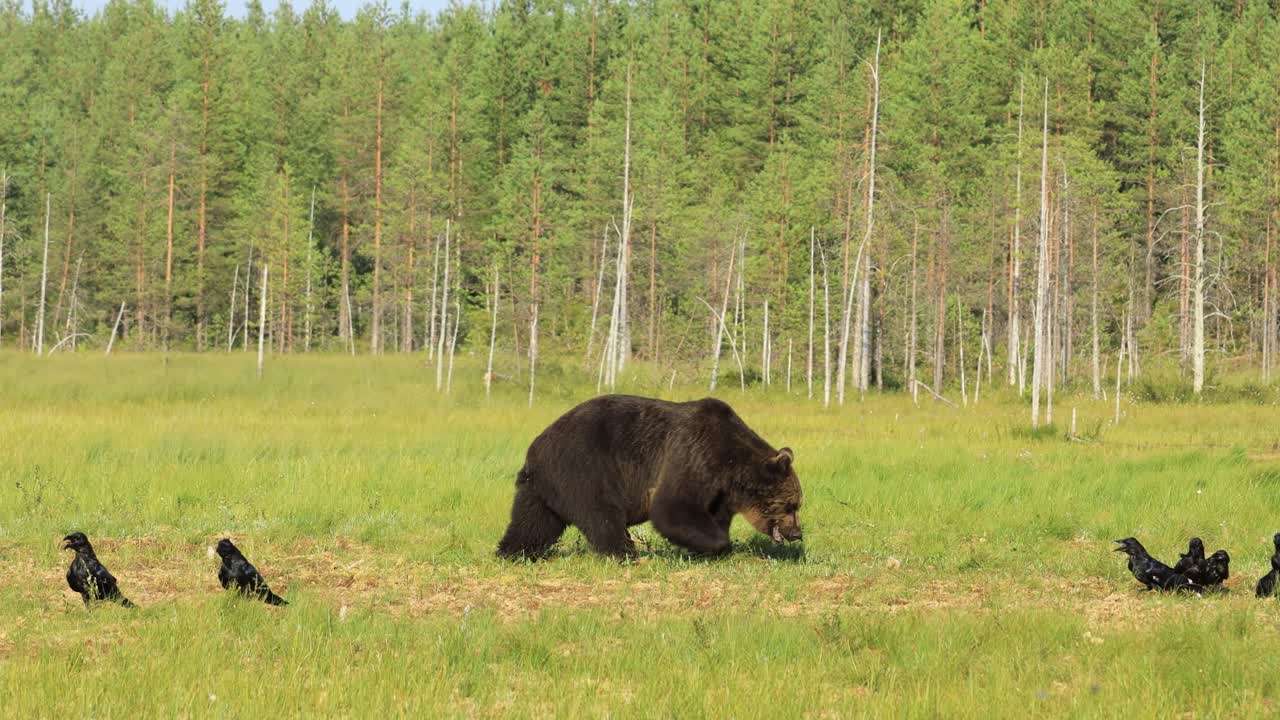 갈색  ⁇  (ursus arctos) 은 야생에서 유라시아 북부와 북아메리카의 대부분에서 발견되는  ⁇ 입니다. 북아메리카에서 갈색  ⁇ 의 개체수는 종종 그리즐리  ⁇ 이라고 불립니다.