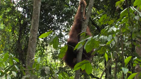 Sumatran-orangutan,-Pongo-abelii-large-adult-male-hanging-from-branches