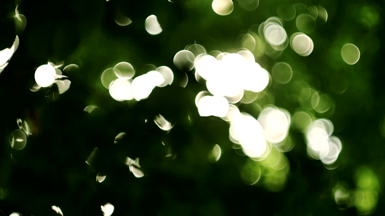 잎을 통해 태양에서 보케 빛