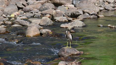 Standing-on-a-rock-in-the-middle-of-the-stream-during-a-windy-day-then-flies-away,-Chinese-Pond-Heron-Ardeola-bacchus,-Huai-Kha-Kaeng-Wildlife-Sanctuary,-Thailand