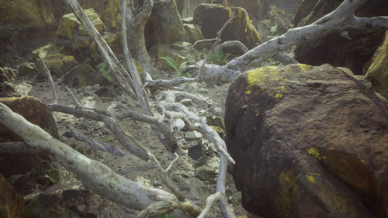 Scenic view of a forest floor with fallen branches and rocks in morning light