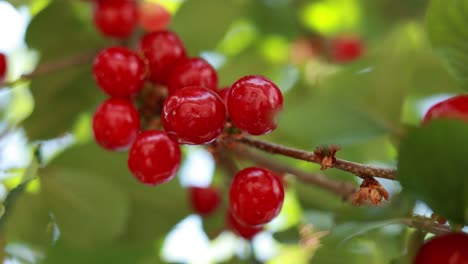 cerezas rojas en la rama