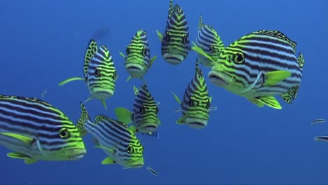 yellow striped sweetlips close up from front swimming towards camera in blue ocean