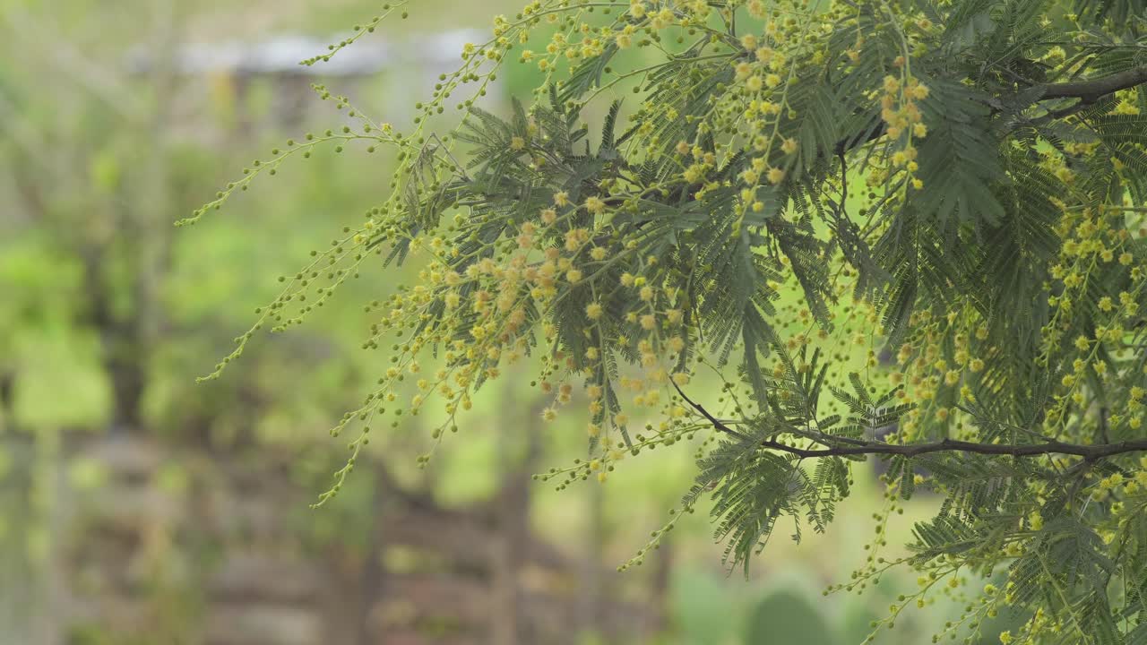 바람에 흔들리는 노란 꽃이 있는 아카시아 나무의 가지는 자연의 아름다움을 보여줍니다.