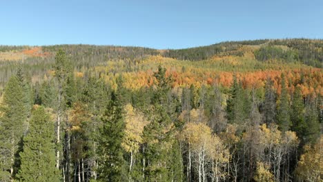 upward dolly to colorful forest in fall