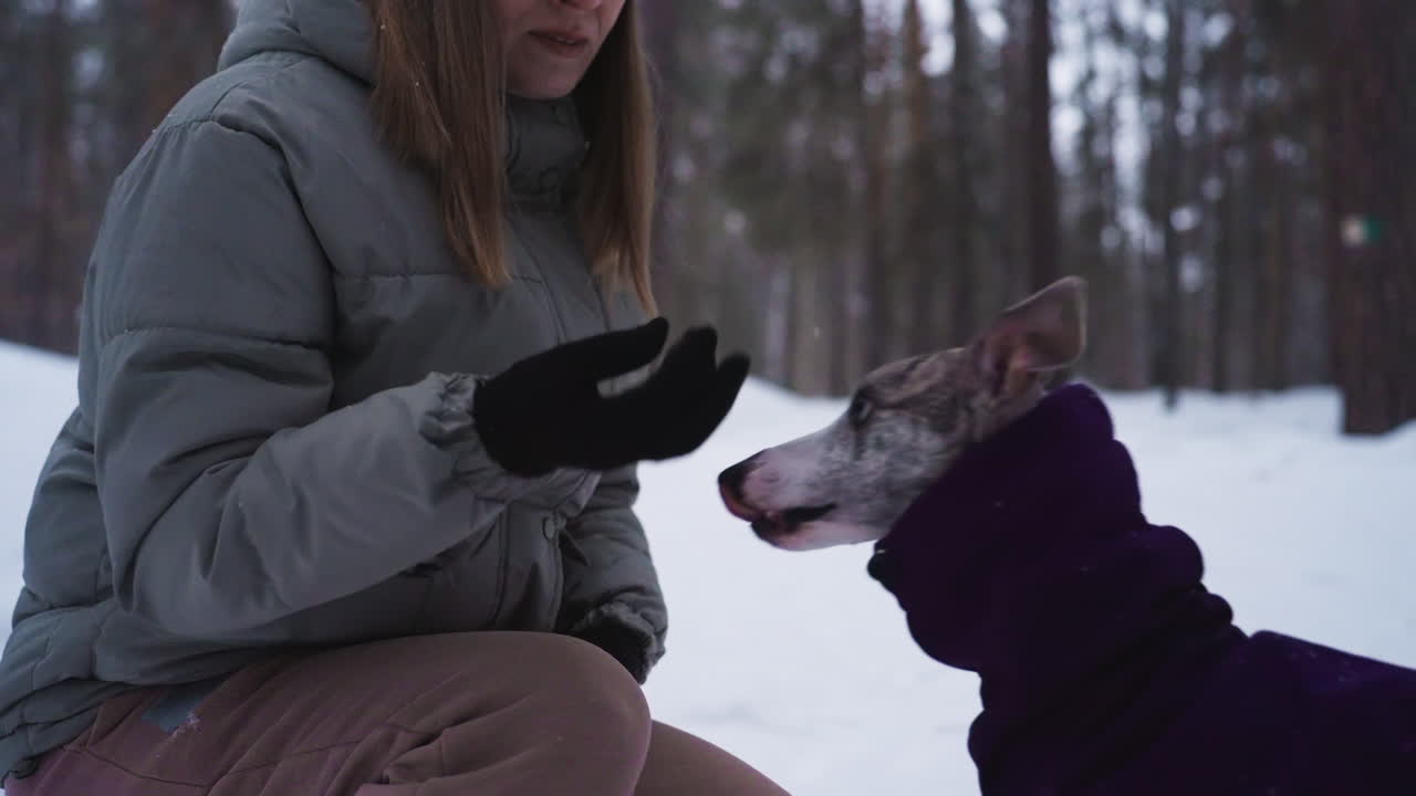 Woman in gray winter coat crouches in snowy forest, gently offering hand to attentive greyhound wearing purple jacket. Scene captures calm, trusting interaction between human and dog during cold winter day