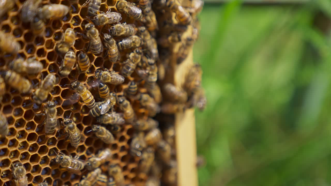 Bee swarm working on the honey frame. Bees ventilating the frame with their tiny wings. Close up with blurred background.