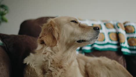 Golden-retriever-sitting-on-sofa,-slow-motion-close-up