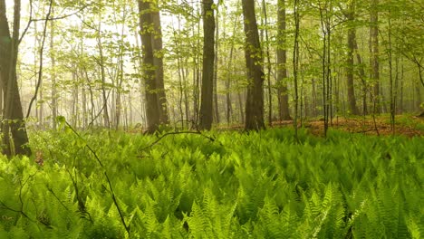 sun rays flowing through the coniferous tree trunks at sunrise