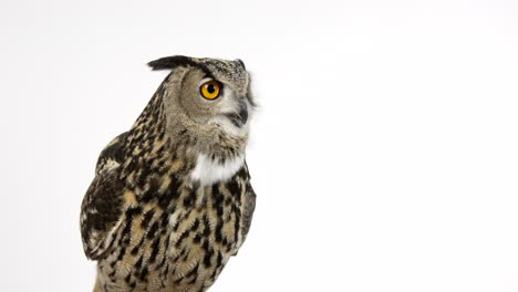 Eurasian-eagle-owl-looks-around-frame---isolated-on-white-background