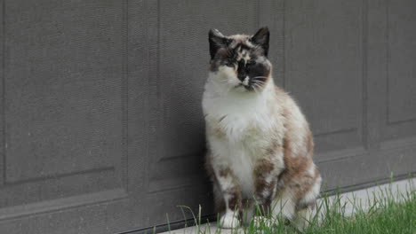 sitting cat looks around and then walks away