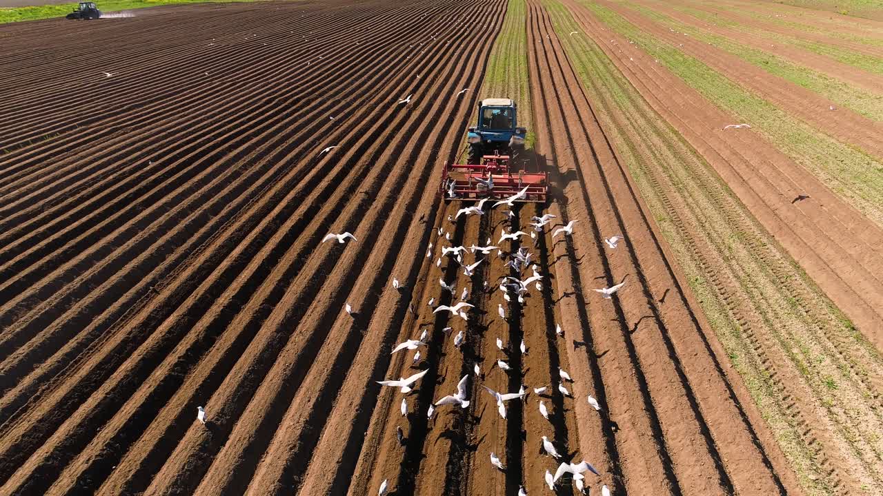 los pájaros hambrientos están volando detrás del tractor, y comen grano de la tierra cultivable.
