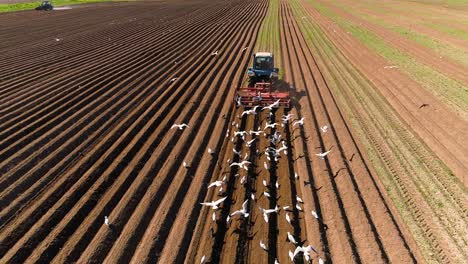 agricultural work on a tractor farmer sows grain. hungry birds are flying behind the tractor, and eat grain from the arable land.