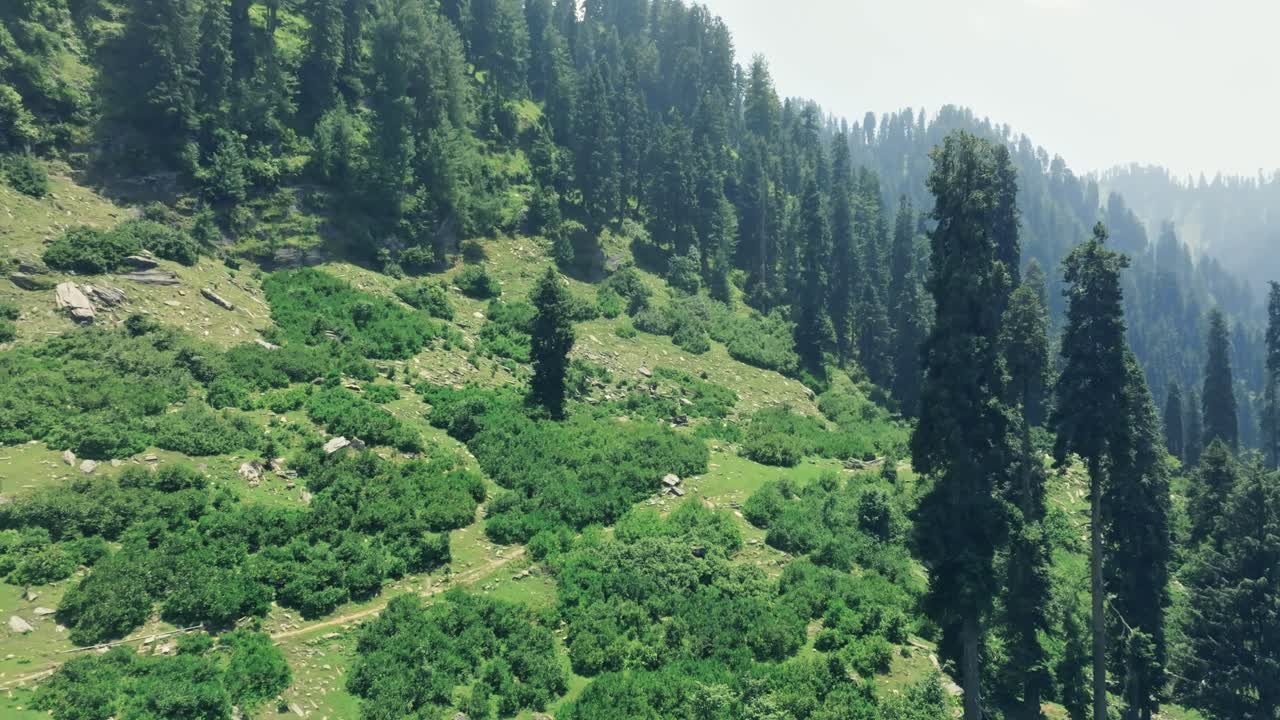 Aerial view of tall alpine trees and lush greenery of Malam Jabba SWAT in Pakistan