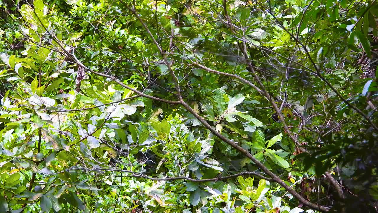 una bandada de tucanes de pico de quilla, también conocido como el tucan de pico arcoíris, está buscando alimento en el bosque tropical de santa marta, magdalena, en colombia.
