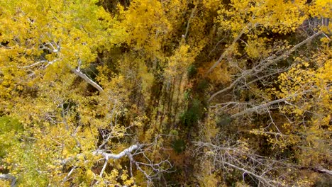 straight down aerial view of an aspen grove in autumn with yellow golden leaves