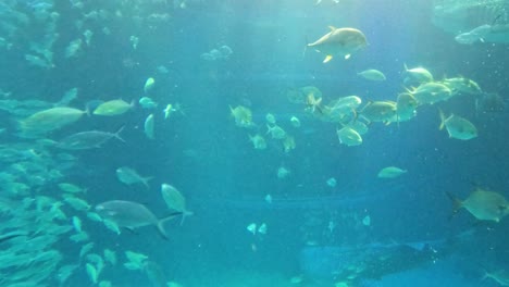 diverse fish swimming in a large aquarium tank.