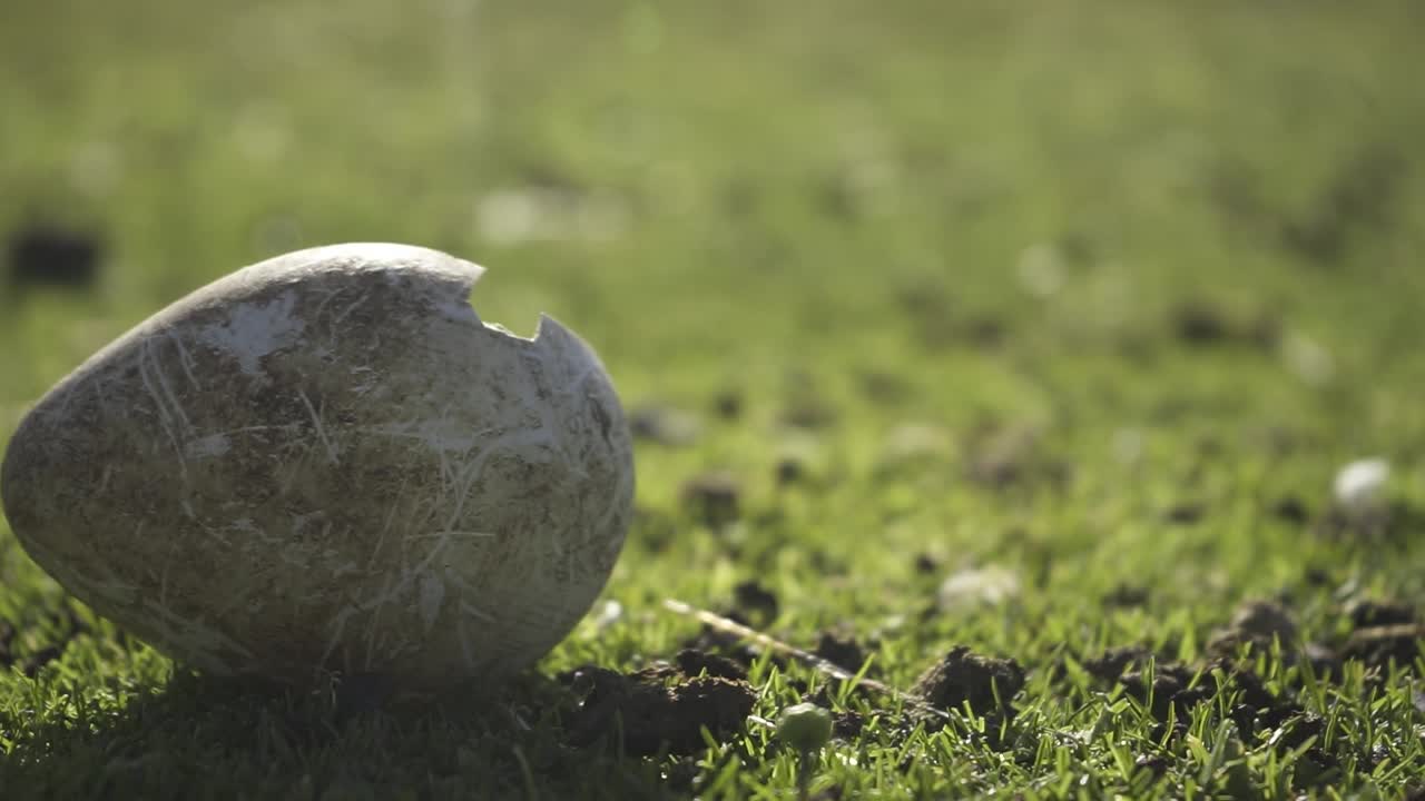 Large broken king penguin egg resting atop verdant grassland, symbolizing fragility and abandonment within pristine natural environment