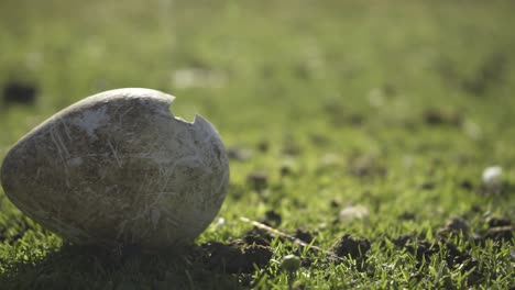 large broken king penguin egg resting atop verdant grassland, symbolizing fragility and abandonment within pristine natural environment