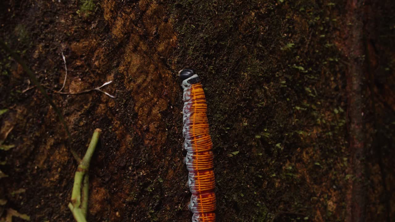 la oruga de la pachylia ficus de la familia sphingidae sube a un tronco de árbol