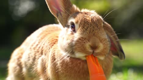 charming bunny enjoying a fresh carrot in a sunlit garden: a delightful encounter with nature's softest creatures