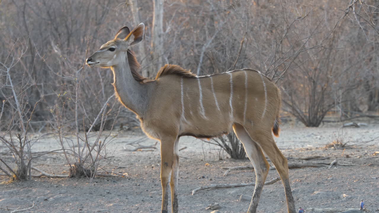primer plano de perfil de una hermosa kudu hembra parada mientras la brisa mueve suavemente el pelaje en la parte superior de su espalda