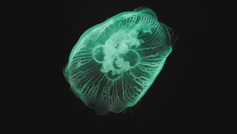 a few jellyfish calmly swimming and colorfully pulsating with a dark background