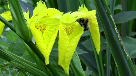 una abeja recolectando néctar de un iris amarillo