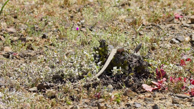 Lizard in Desert Landscape