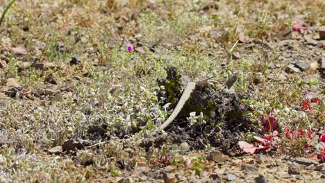 lagarto en el paisaje del desierto