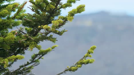 a tight shot of a fir tree overlooking the blue ridge mountains