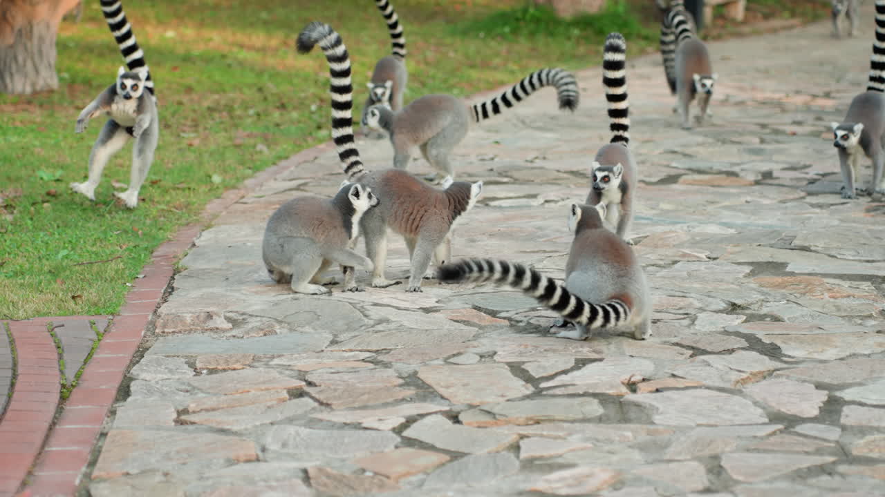 Lemuri dalla coda ad anelli che camminano su un sentiero di pietra, un gruppo che si muove insieme attraverso un parco illuminato dal sole, code a strisce alzate, giovani e adulti che cercano cibo vicino agli alberi, umore curioso e rilassato, luce dorata soffusa, texturizzato.