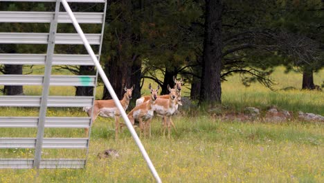 Herd-of-pronghorn-hiding-behind-a-snow-block-in-the-Arizona-mountains