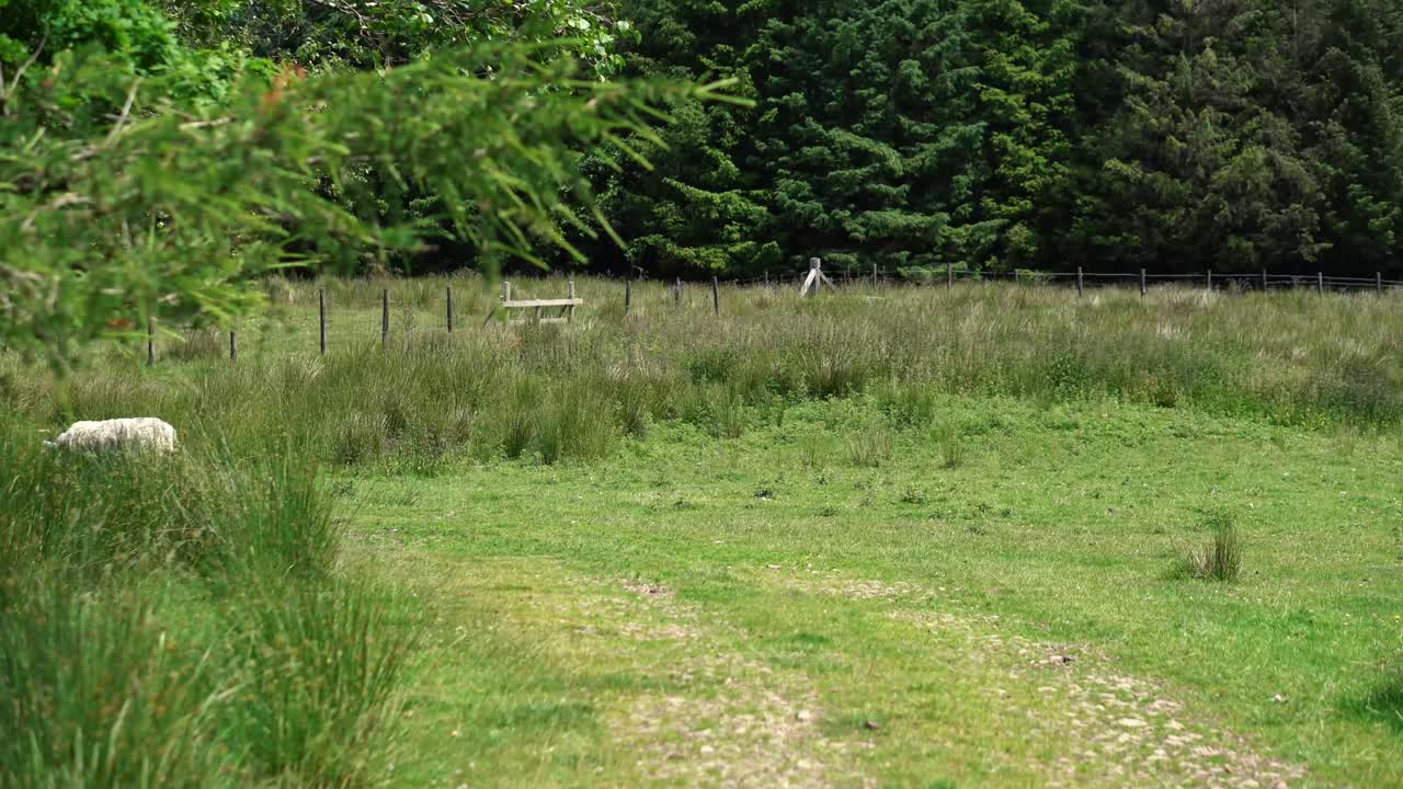 ovejas deambulando por un campo de granja en la ladera inglesa