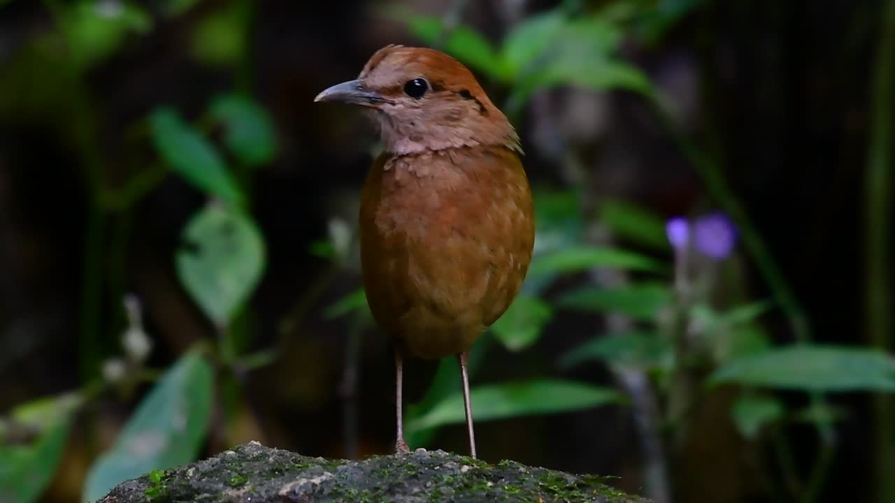 La Pita de nuca oxidada es un ave mansa que se encuentra en hábitats de bosques montañosos de gran altitud; existen numerosos lugares en Tailandia para encontrarla.