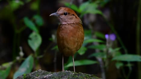 the rusty-naped pitta is a confiding bird found in high elevation mountain forests habitats, there are so many locations in thailand to find this bird