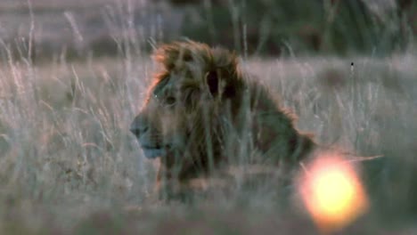 beautiful view of wild lion in sunset footage