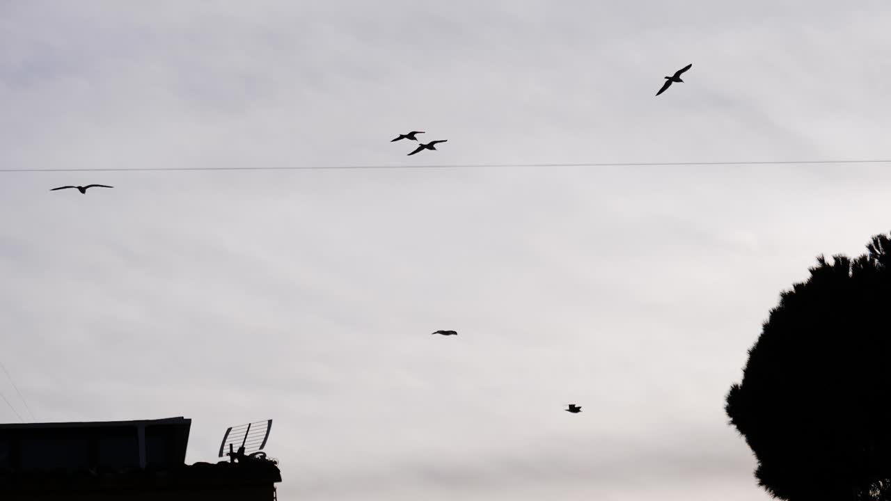 slow motion shot from birds flying away