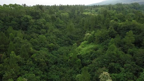 Aerial-flyover-dense-forest-on-the-slope-of-Merapi-Volcano-during-sunny-day-in-Central-Java-of-Indonesia