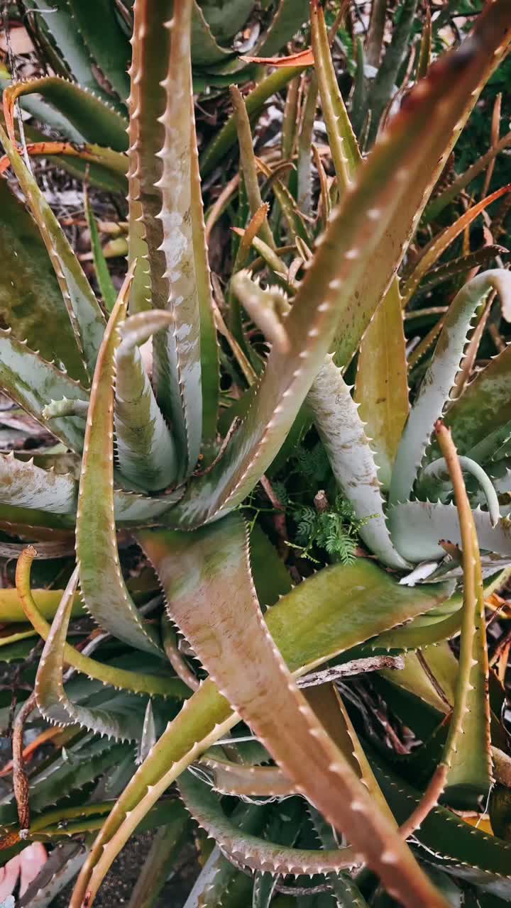 알로에 베라 식물의 클로즈업