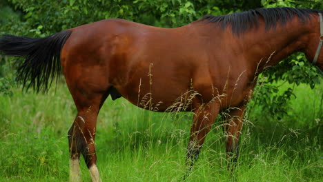 caballo marrón pastando en la hierba durante un día soleado